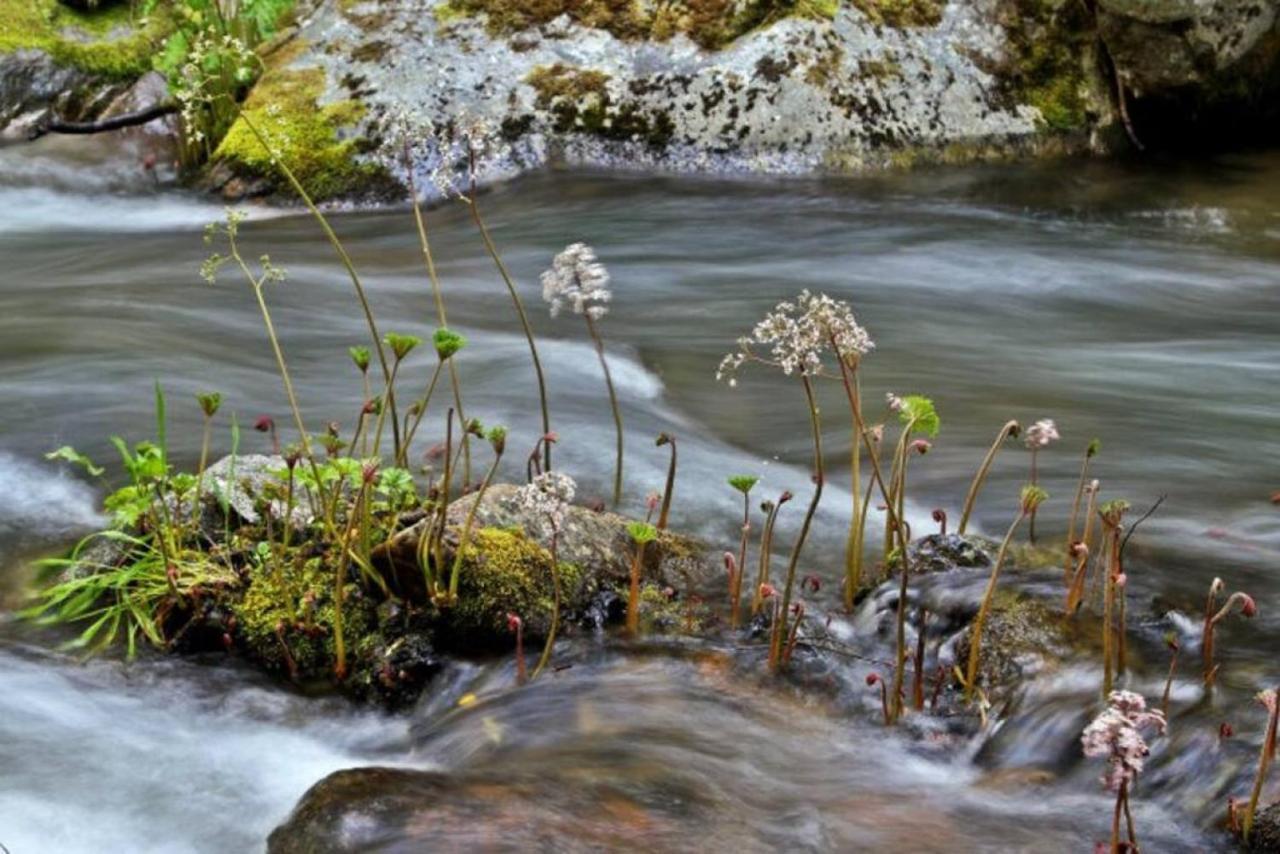 Corlieu Falls In Sugar Pine 8 Miles From Yosemite With Gazebo, Hot Tub A Shack And Bar Holiday home *